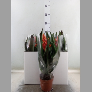 Aechmea  'Pepita Elegant Flames'