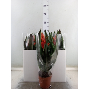 Aechmea  'Pepita Elegant Flames'