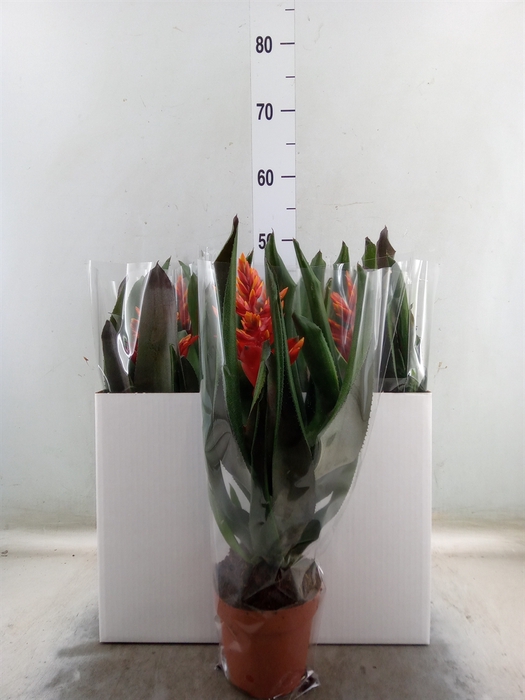 <h4>Aechmea  'Pepita Elegant Flames'</h4>