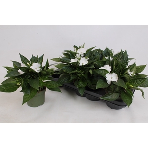IMPAT PETTIC WHITE