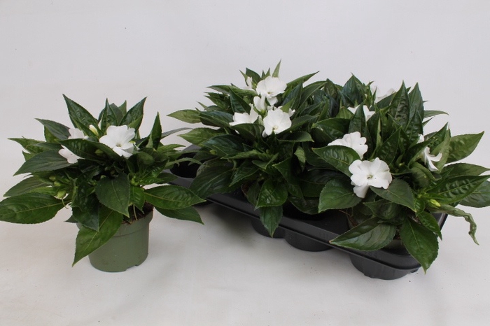 <h4>IMPAT PETTIC WHITE</h4>
