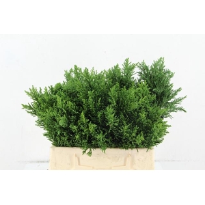 CONIFEER OBTUSA DRATH PER BUNCH
