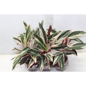 CALATHEA TRIALSTAR P12