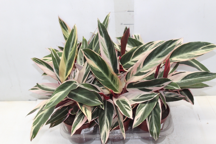 <h4>CALATHEA TRIALSTAR P12</h4>