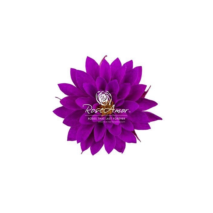 <h4>Dalia Pur02</h4>