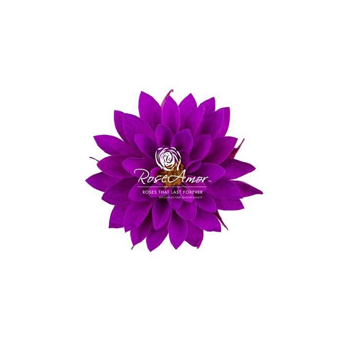 <h4>Dalia Pur02</h4>