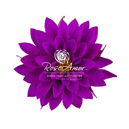 <h4>Dalia Pur02</h4>