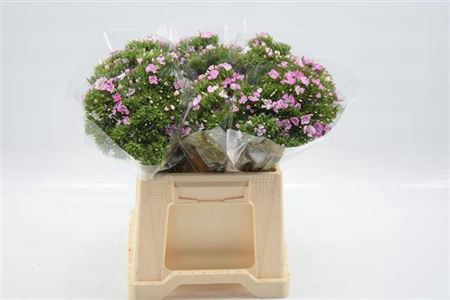 <h4>Di Barb Am Rose</h4>