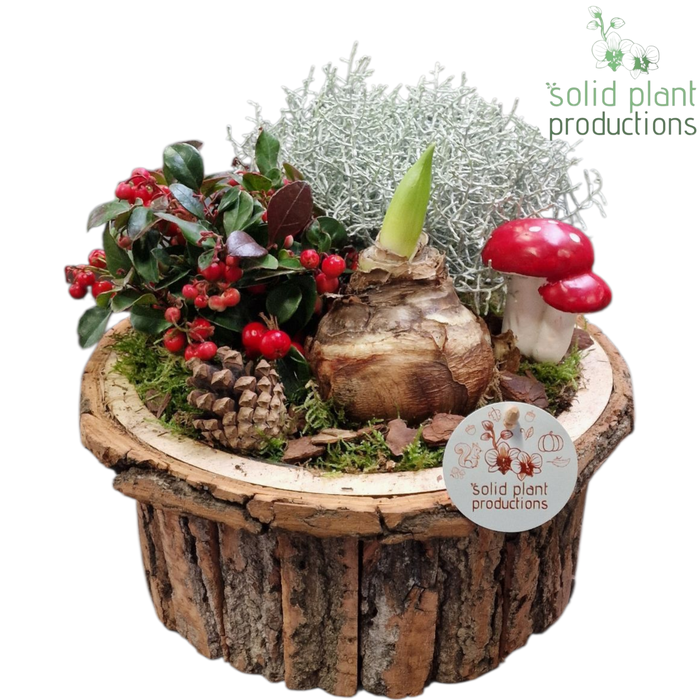 <h4>BSLA001 Amaryllis Bark S Large Brown</h4>
