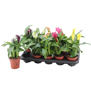 2+ Bloem Zantedeschia gemengd