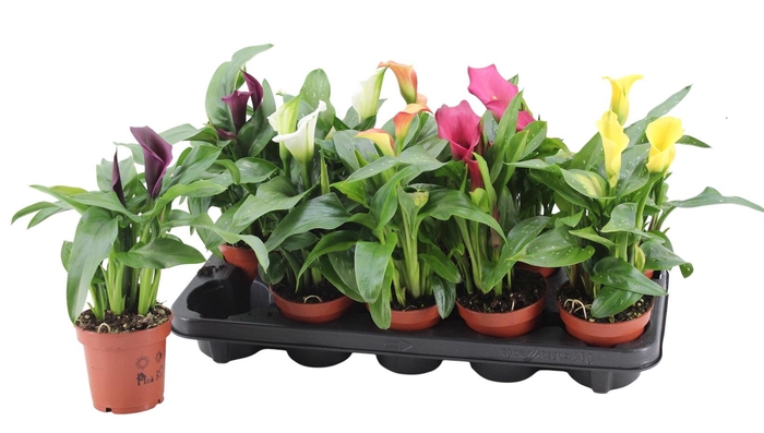 <h4>2+ Bloem Zantedeschia gemengd</h4>