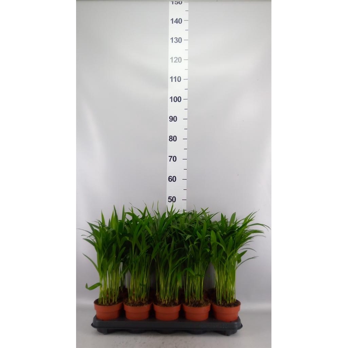 <h4>Dypsis lutescens   ...Chrysalidoca</h4>