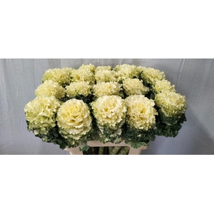 BRASS CRANE RU WHITE