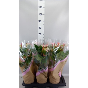 Anthurium  'Pr. Amalia Elegance'