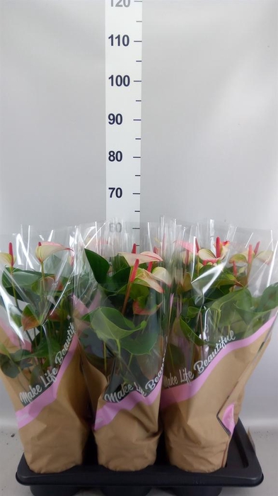 <h4>Anthurium  'Pr. Amalia Elegance'</h4>