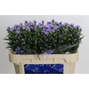 Aster Cassandra