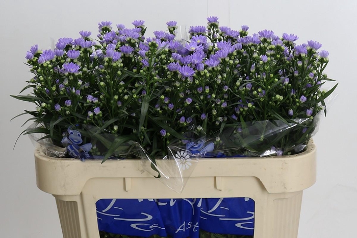 <h4>Aster Cassandra</h4>