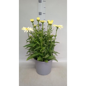 Leucanthemum sup. 'Banana Cream'