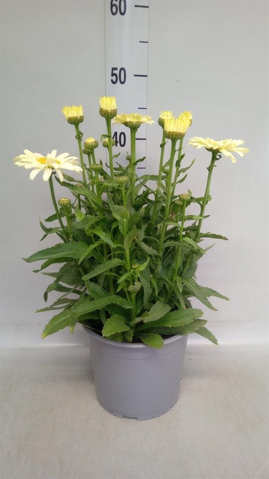 <h4>Leucanthemum sup. 'Banana Cream'</h4>
