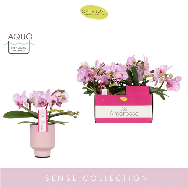 <h4>Amorosso Merlini P7 in Emilia Pink Aquo</h4>