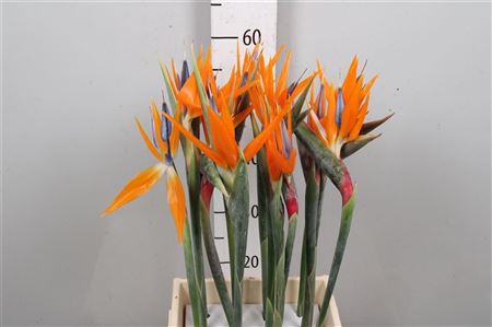 <h4>Strelitzia Bloem</h4>