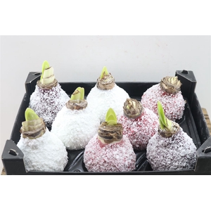 Wax Hipp Snow Mix