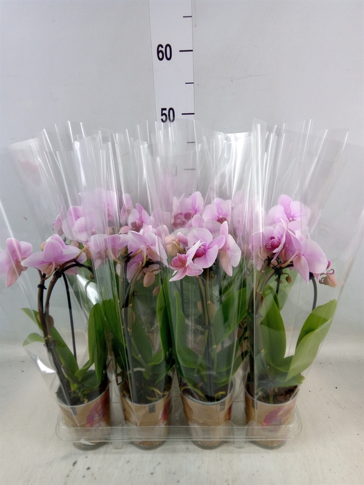 <h4>Phalaenopsis  'Elegant Cascade'</h4>