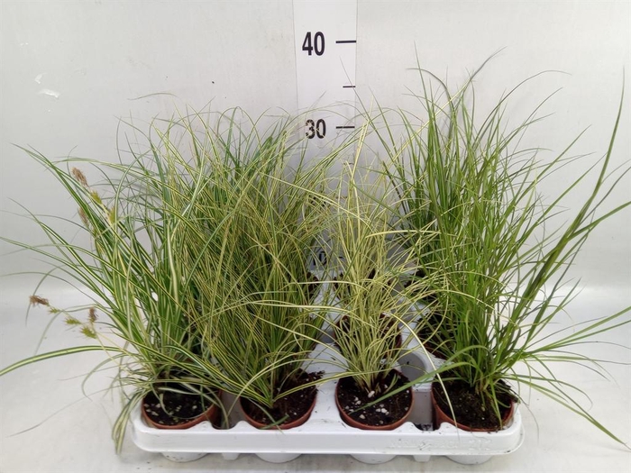 <h4>Carex   ...mix</h4>