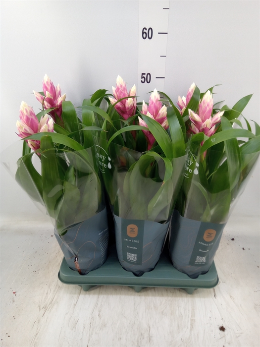 <h4>Guzmania  'Candy'</h4>