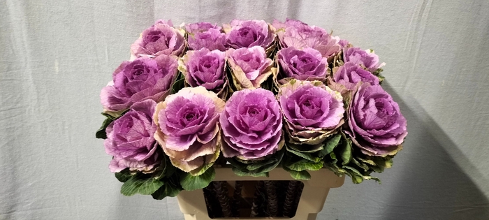 <h4>BRASS CRANE PINK</h4>