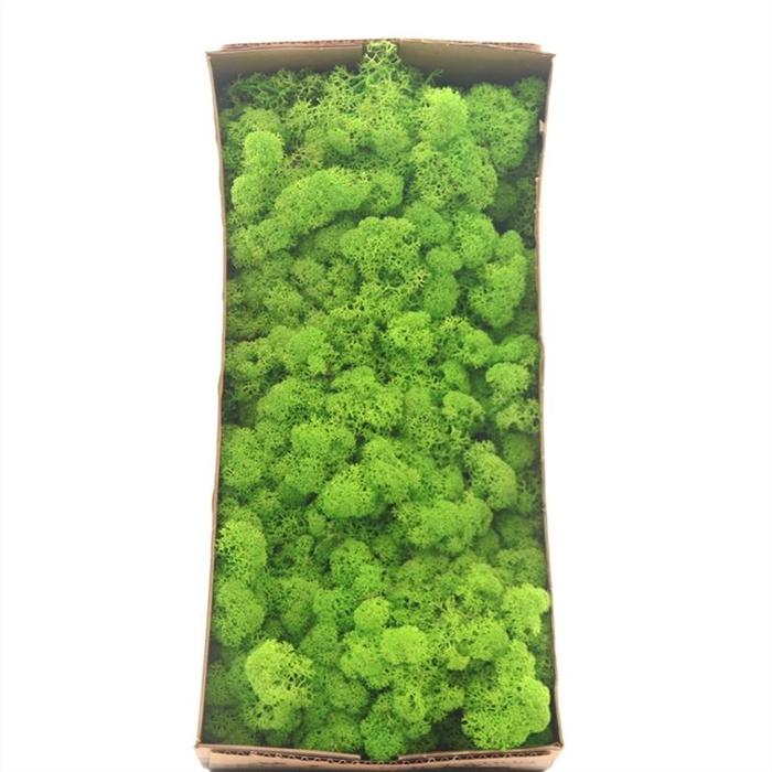 <h4>Ijslandmos (reindeer) Licht Gras Groen</h4>