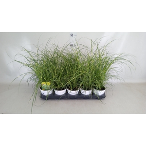 Miscanthus sin. 'Strictus'