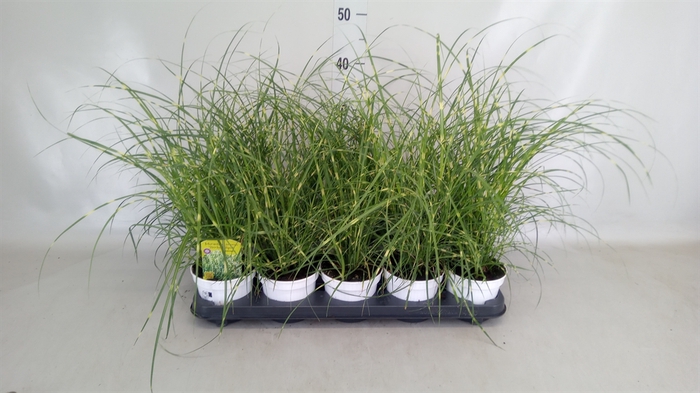 <h4>Miscanthus sin. 'Strictus'</h4>