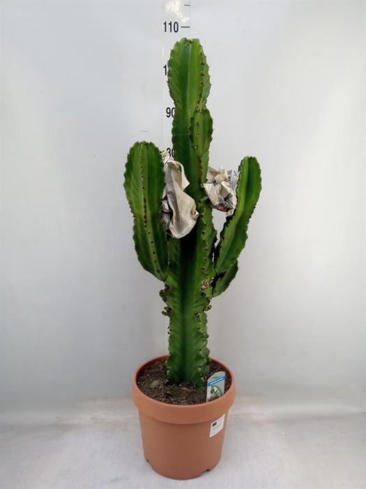 <h4>Euphorbia ingens</h4>