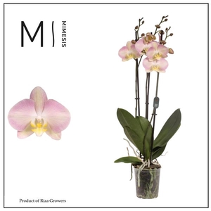 Mimesis Phal. Rainbow - 3 spike 12cm