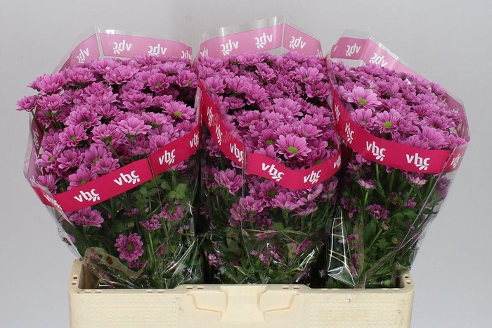 <h4>Sant Krissi</h4>