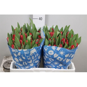 Tu En Antarctic Fire