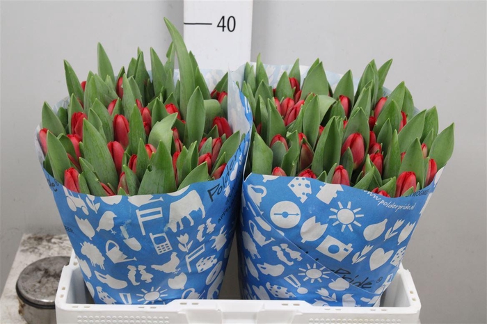 <h4>Tu En Antarctic Fire</h4>