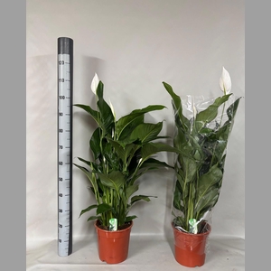 SPATH SWEET LAURETTA