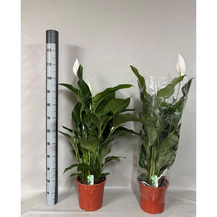 <h4>Spathiphyllum Sweet Lauretta 24Ø 110cm 4fl</h4>