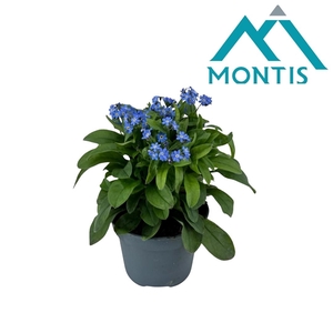 Myosotis 