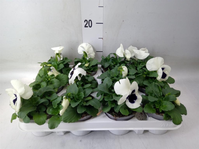 <h4>Viola wr. 'Alpha White wBlotch'</h4>
