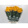 Tagetes Marigold Promise Orange