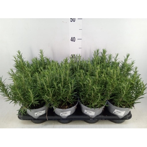 Rosmarinus officinalis   ...