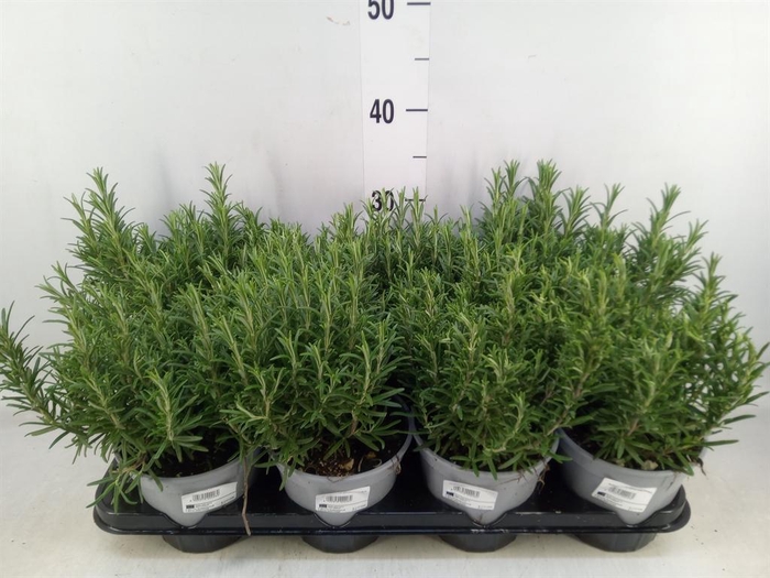 <h4>Rosmarinus officinalis ...</h4>