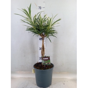 Dracaena refl.   ...