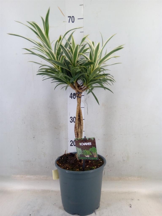 <h4>Dracaena refl.   ...</h4>