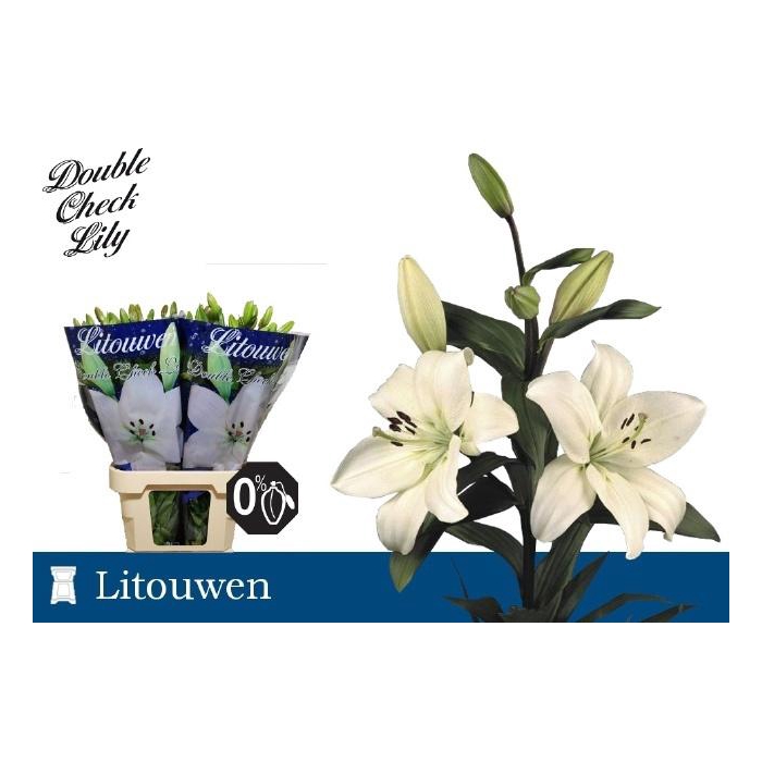 <h4>Li La Litouwen</h4>