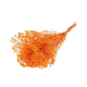 Bunch Gypsophila Pres. 240gr L70