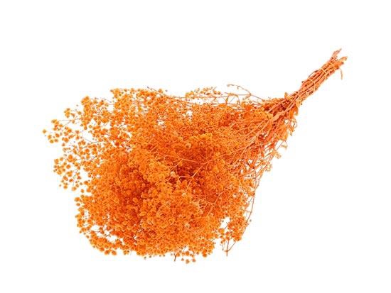 Bunch Gypsophila Pres. 240gr L70